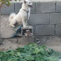 سگ پاکوتاه شتینزو پامر