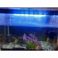 آکواریوم شیشه ای