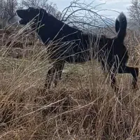 گمشده|حیوانات|یاسوج, |دیوار