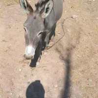الاغ