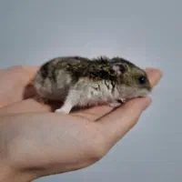 همستر کوچولو مینیاتوری|موش و خرگوش|کرج, گلشهر|دیوار