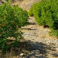 باغ ثمری|فروش زمین و ملک کلنگی|باشت, |دیوار