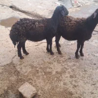 بره قوچ هترو