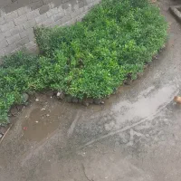 نهال نارنج دانه ای ۳۰ هزار تومان