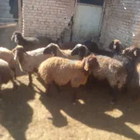 میش داشتی جفتی ۳۰