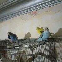 مرغ عشق