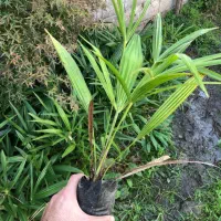 گل پالم لاتانیا