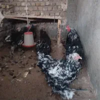 برهما بلک متلد|پرنده|مشهد, عباس‌آباد|دیوار