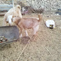 یک عدد تیشتر عدانی