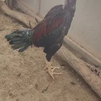 تخم مرغ لاری نطفه دار نسل خوب|حیوانات مزرعه|کرج, حسن آباد|دیوار