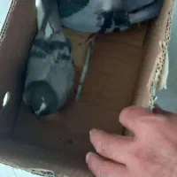 کبوتر|پرنده|اصفهان, آموزشگاه شهید بهشتی|دیوار