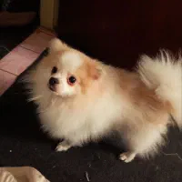 سگ نر نژاد پاور