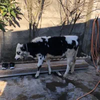 گوساله|حیوانات مزرعه|بندر انزلی, پیل علی باغ|دیوار