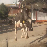 گاو اورژانسی کارتی