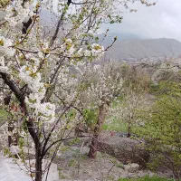 زمین باغی در ییلاقات کنگ زیبا