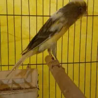 قناری رسمی بلند ماده دم یازده ونیم