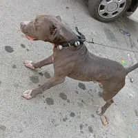 سگ پیتبول|سگ|بهارستان, |دیوار