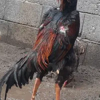 لاری  برزیلی وترک  قیمت ۱۲