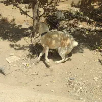هاسکی چشم یخی