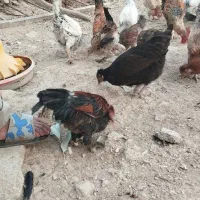 مرغ و خروس و ناردونگ و روغن زیتون|حیوانات مزرعه|دهدشت, |دیوار