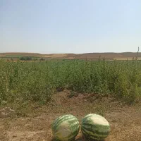 هندوانه