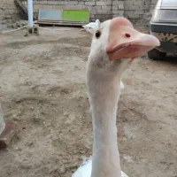 یک جفت قوقاز اوکراینی سه ملیون سیصد