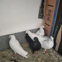 کبوتر|پرنده|نقده, |دیوار