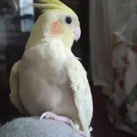 ۳عدد عروس هندی