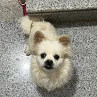 سگ پامرانین خانگی با شناسنامه