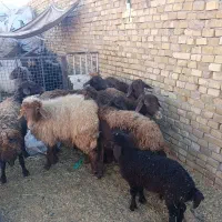 میش بره افشاری|حیوانات مزرعه|اردکان, |دیوار