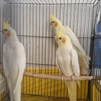 جوجه طوطی عروس هلندی تازه بالغ شده