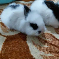 خرگوش لوپ پشمالو