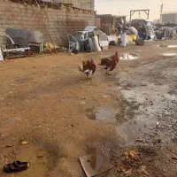 سه عدد بوقلمون نژادبلژیکی