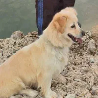 سگ اِشپیتز سفید ماده