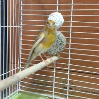 فروش یا معاوضه قناری ماده رسمی آماده جوان