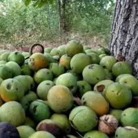 کارگر ماهر گردو تکان