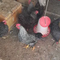 مرغ برا فروش|حیوانات مزرعه|اسکو, |دیوار