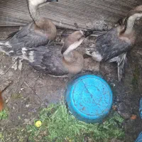 غوغازهای چاقو چله و تخم ۲زرد میدن