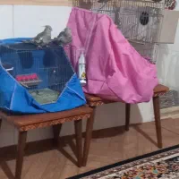 چند تا عروس هلندی با جوجه