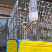 سهره نر بهاره|پرنده|ملایر, |دیوار