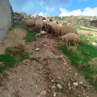 گوسفند بابره