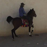 اسب کره ۲سال|اسب و تجهیزات اسبسواری|اصفهان, شهرک صنعتی جی|دیوار