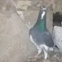 کبوتر آلمانی  مسافتی تهرانی