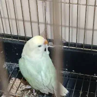 طوطی برزیلی و گرینچیک توضیحات بخوان|پرنده|طرقبه, |دیوار