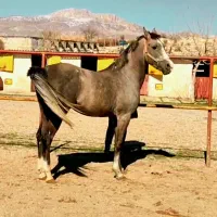 اسب نریان کرد پنج ساله