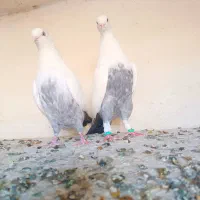 دم سبز|پرنده|شیراز, دلگشا|دیوار