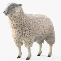 میش ابستن سرحال به فروش میرسد