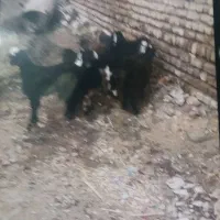 بزغاله|حیوانات مزرعه|کلاله, |دیوار