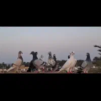 ۳۰ تا جوجه بون کارکرده بیا جلوت هوا کنم ببین ببر