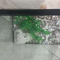 اکفاریوم